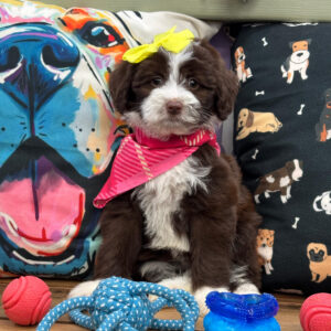 Kira Aussiedoodle 01 Kira Aussiedoodle 01