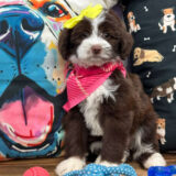 Kira Aussiedoodle 04