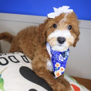 Kismet Goldendoodle 01