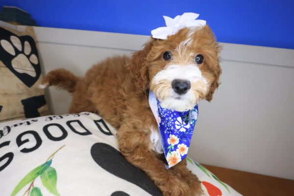 Kismet Goldendoodle 01