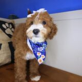 Kismet Goldendoodle 02