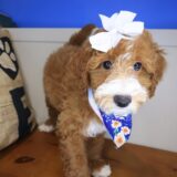 Kismet Goldendoodle 03