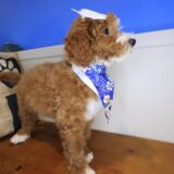 Kismet Goldendoodle 04