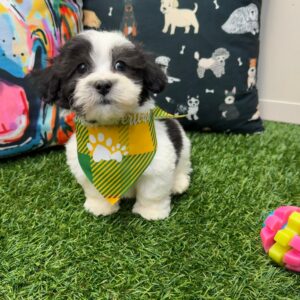 Kobe Havachon 01 Kobe Havachon 01