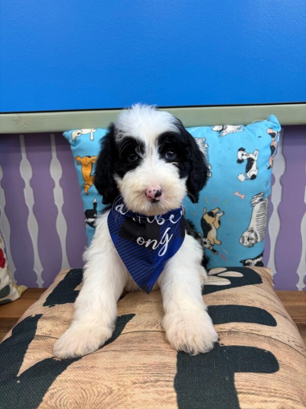 Koko Sheepadoodle 01