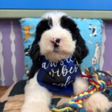 Koko Sheepadoodle 02