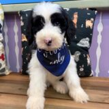 Koko Sheepadoodle 03