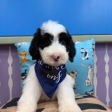 Koko Sheepadoodle 04