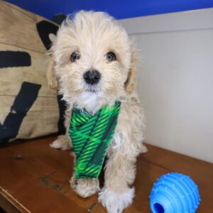 Krypton Maltipoo 01 Krypton Maltipoo 01