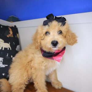 Ladybug Cavapoo 01 Ladybug Cavapoo 01