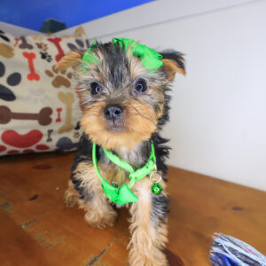 Laguna Yorkshire Terrier 01 Laguna Yorkshire Terrier 01