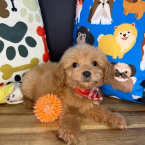 Lark Goldendoodle 01 Lark Goldendoodle 01