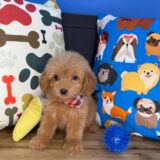Lark Goldendoodle 03