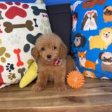 Lark Goldendoodle 04
