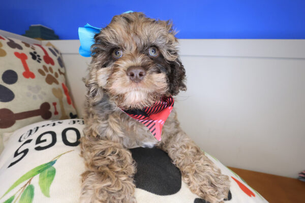 Lil_ Pep Cockapoo 01