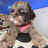 Lil_ Pep Cockapoo 02