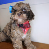 Lil_ Pep Cockapoo 03