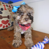 Lil_ Pep Cockapoo 04