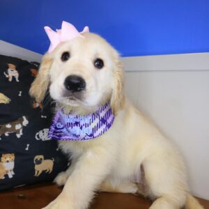 Lilibet Golden Retriever 01 Lilibet Golden Retriever 01