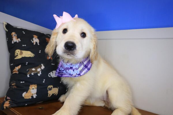 Lilibet Golden Retriever 01