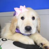 Lilibet Golden Retriever 02