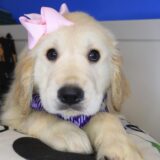 Lilibet Golden Retriever 04