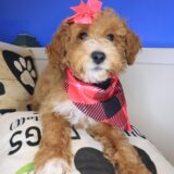 Lotus Goldendoodle 01
