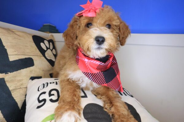 Lotus Goldendoodle 01