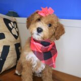 Lotus Goldendoodle 02