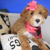Lotus Goldendoodle 03