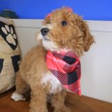 Lotus Goldendoodle 04