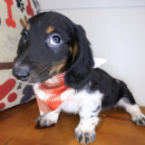 Luck Dachshund 01