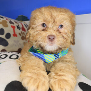 Luigi Shihpoo 01 Luigi Shihpoo 01