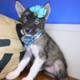 Macey Siberian Husky 01