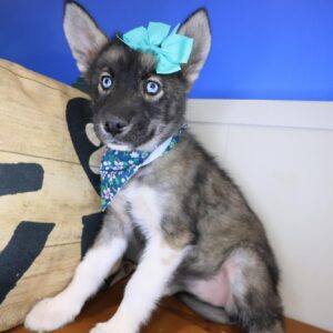 Macey Siberian Husky 01