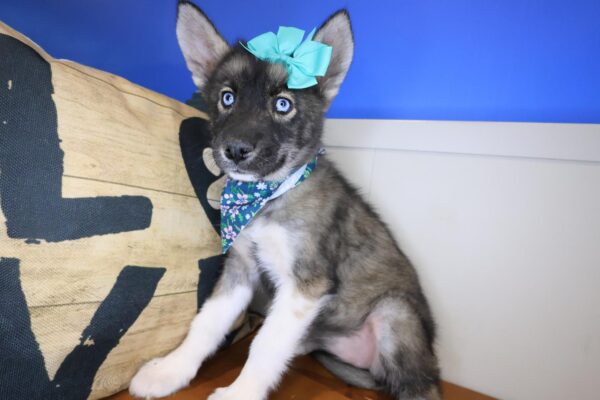 Macey Siberian Husky 01