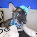 Macey Siberian Husky 02