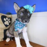 Macey Siberian Husky 03