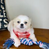 Magnus Pekingese 01