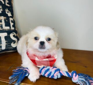 Magnus Pekingese 01