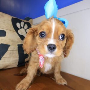 Maisy Cavalier King Charles Spaniel 01 Maisy Cavalier King Charles Spaniel 01