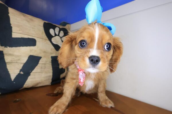 Maisy Cavalier King Charles Spaniel 01