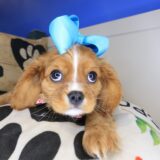 Maisy Cavalier King Charles Spaniel 02