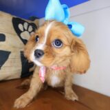 Maisy Cavalier King Charles Spaniel 03