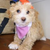 Mallie Maltipoo 01