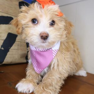Mallie Maltipoo 01 Mallie Maltipoo 01
