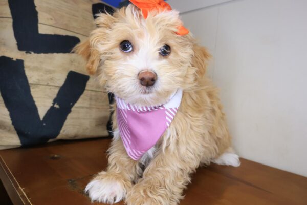 Mallie Maltipoo 01