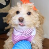 Mallie Maltipoo 02