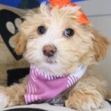 Mallie Maltipoo 03