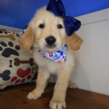 Maple Golden Retriever 01